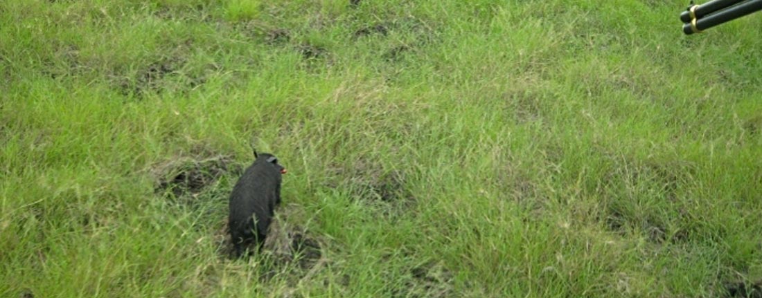 feral-animal-control-scenic-flights-darwin-with-airborne-solutions